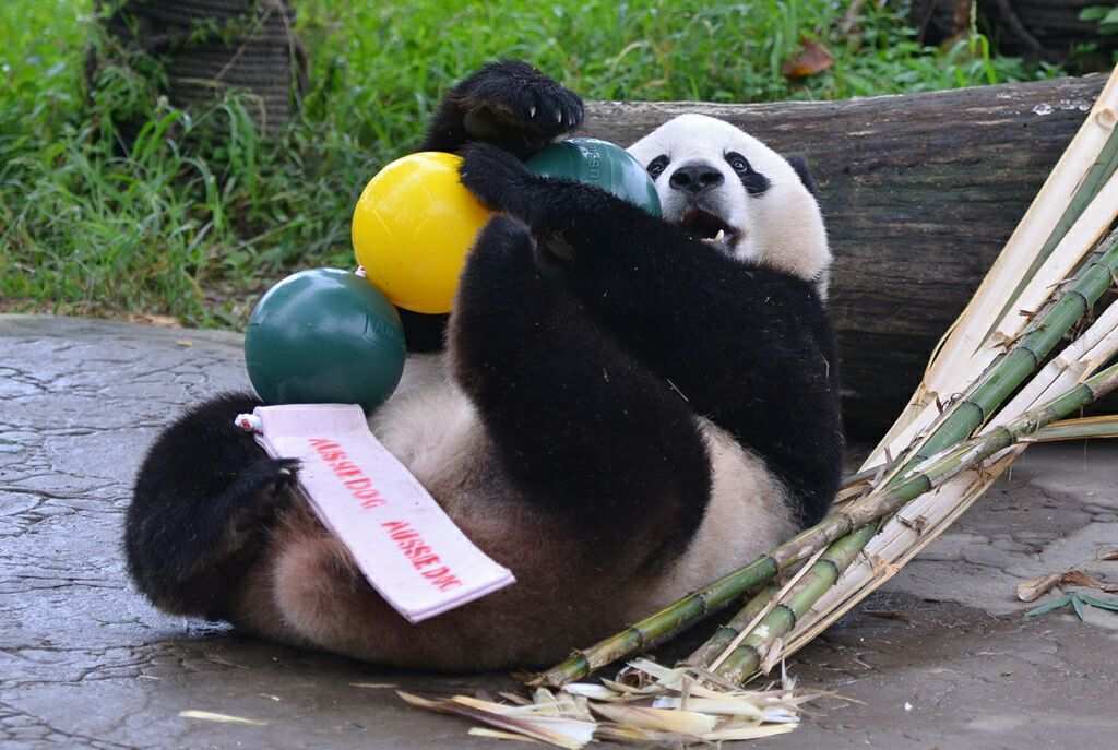 熊猫乐园和熊猫基地的区别_熊猫乐园门票多少一张_熊猫乐园