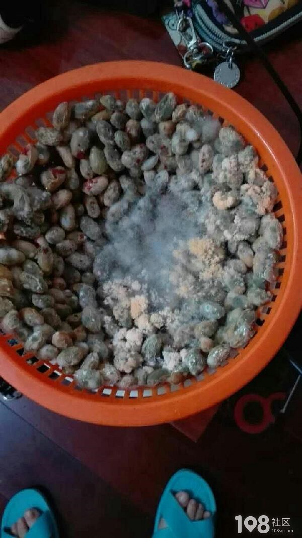 豆子霉放吃才能吃吗_豆子霉放吃才能发酵吗_霉豆子放多久才能吃