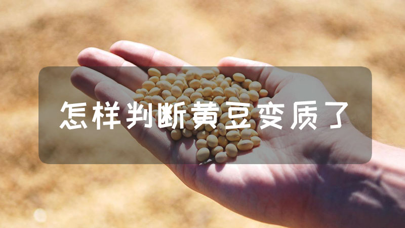 霉豆子放多久才能吃_豆子霉放吃才能发酵吗_豆子霉放吃才能吃吗