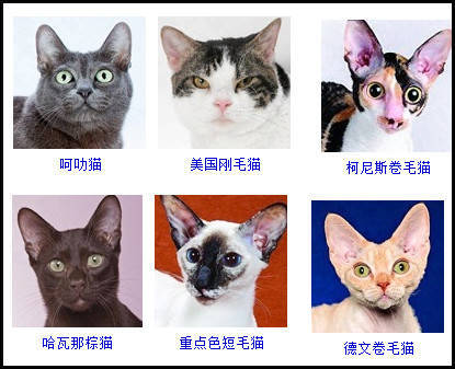 养什么猫好_猫养好了能活多久_猫养好吗