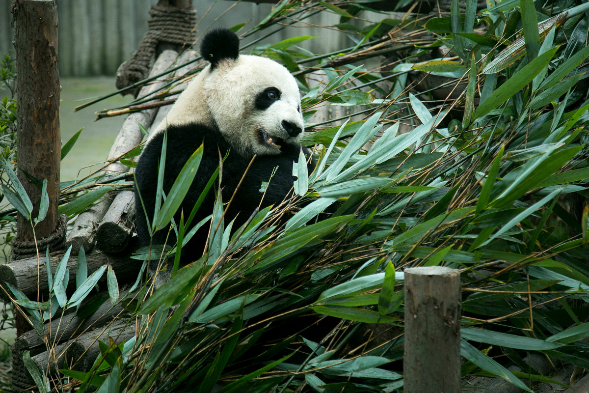 熊猫爱旅行_熊猫爱旅游_熊猫去哪儿旅行攻略