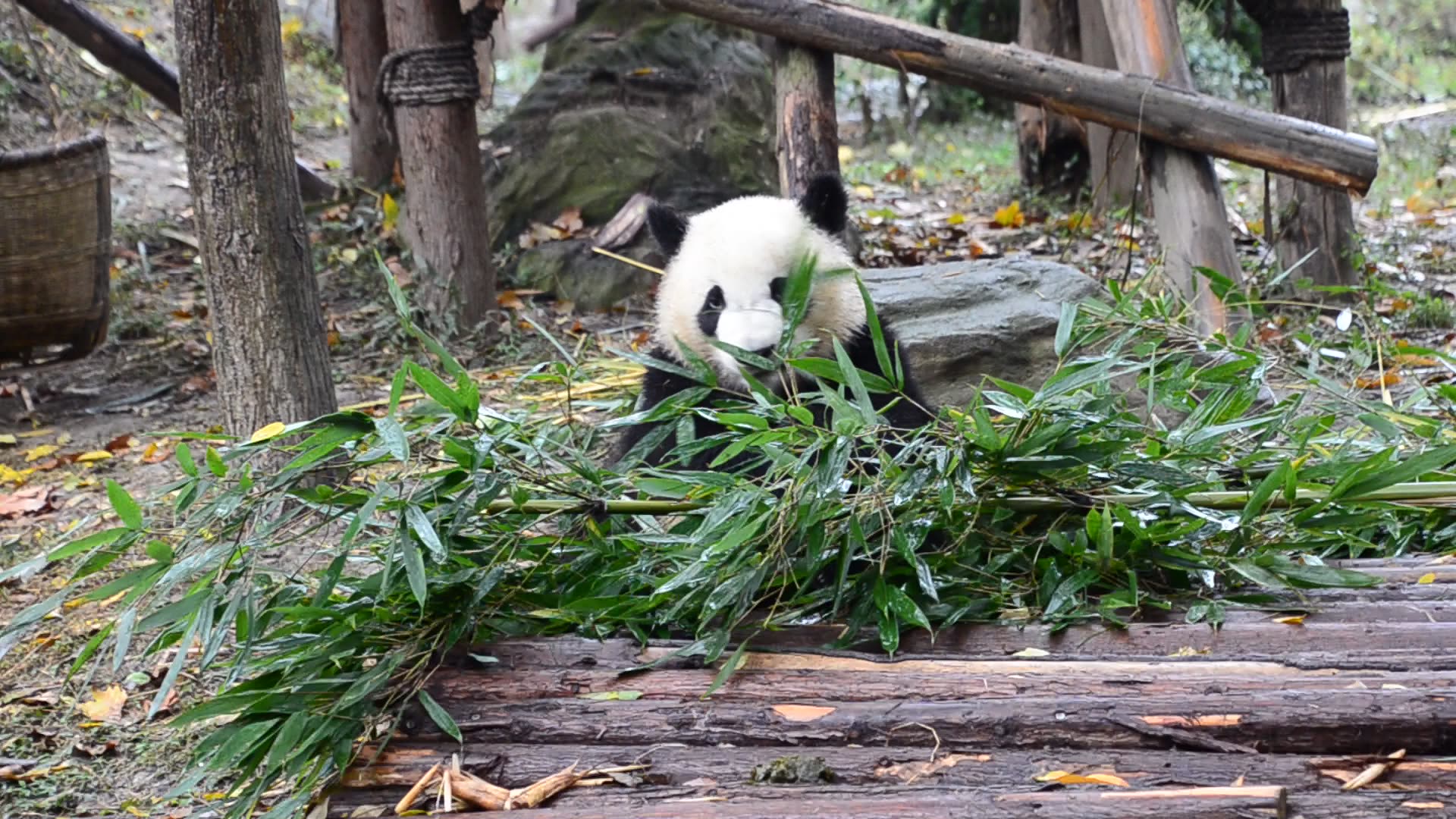 熊猫爱旅游_熊猫爱旅行_熊猫去哪儿旅行攻略