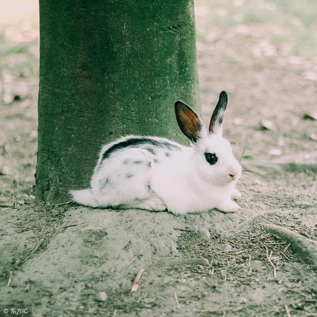 兔脚幸运符_幸运兔脚_幸运兔脚是左脚还是右脚