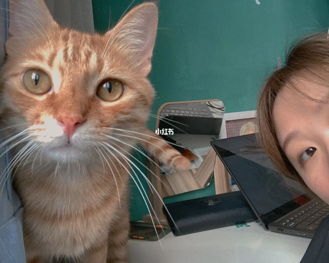 猫咪大战争台服官网_猫咪官网_猫咪app官网地址