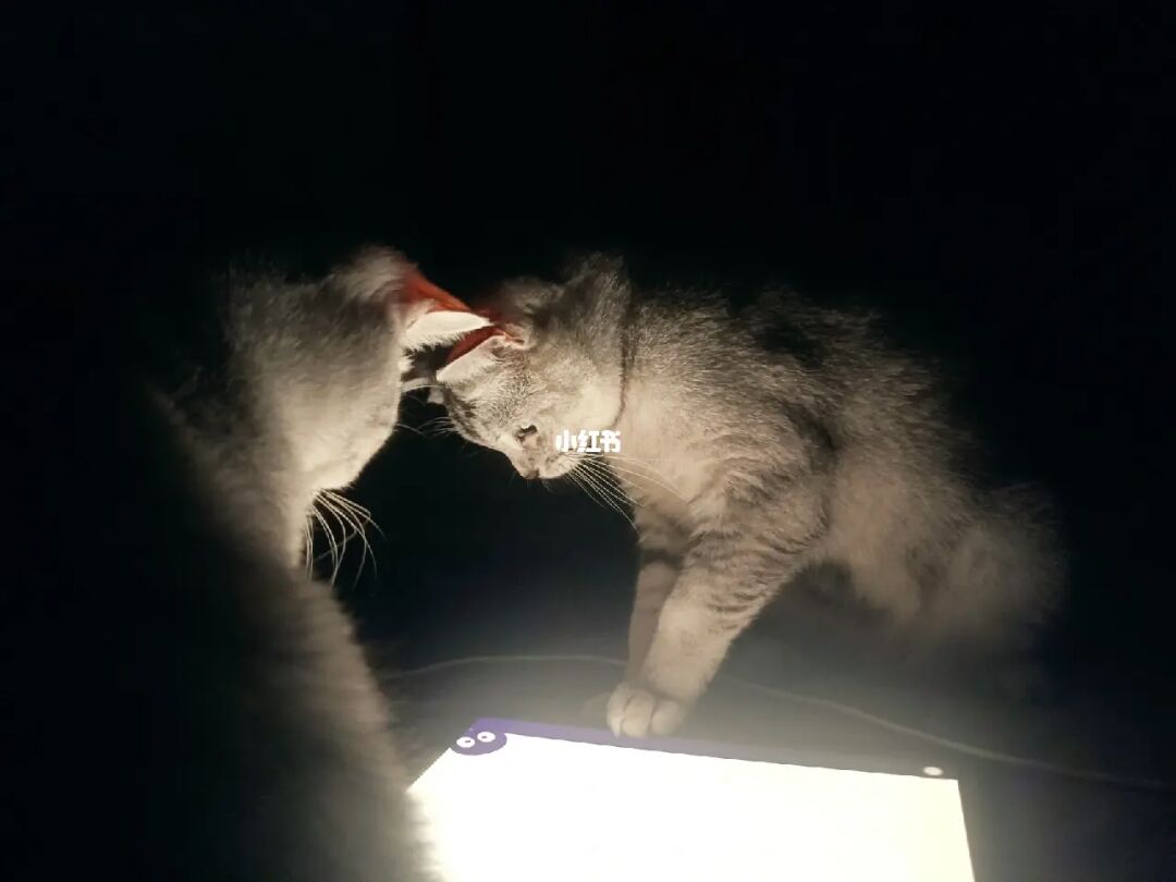猫咪大战争台服官网_猫咪app官网地址_猫咪官网
