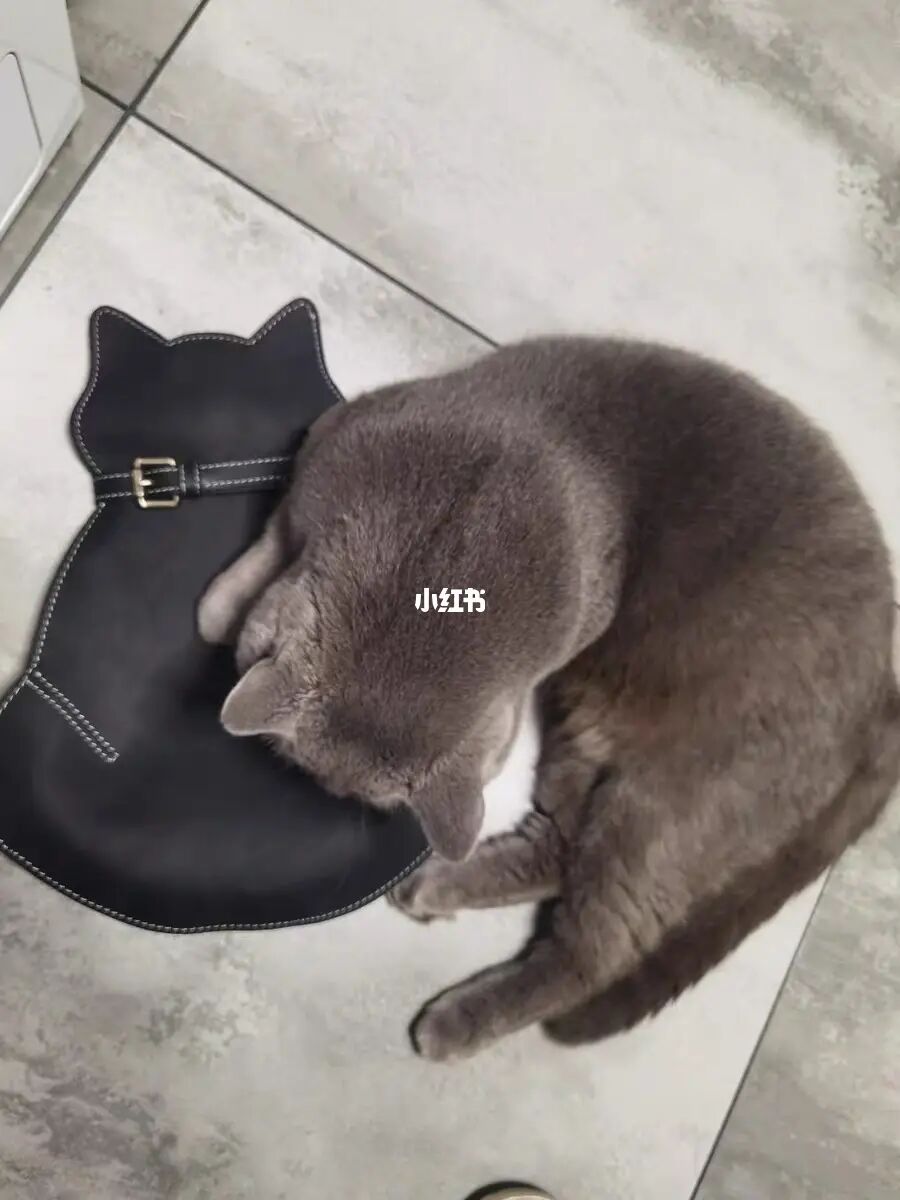猫咪大战争台服官网_猫咪app官网地址_猫咪官网