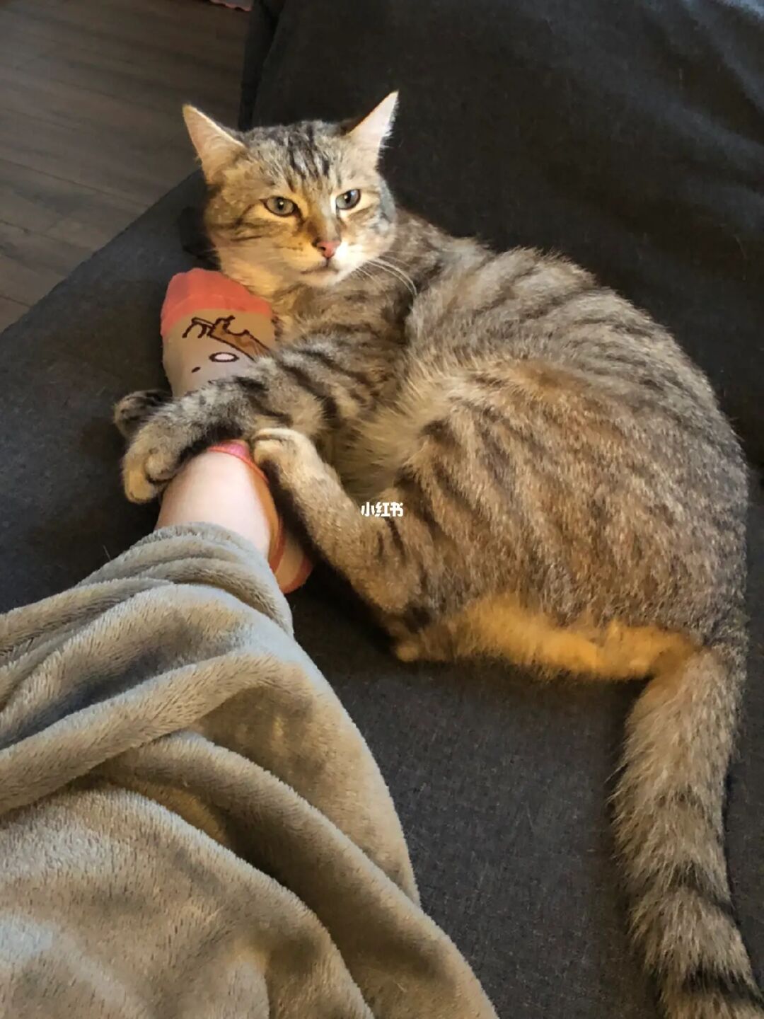 猫咪app官网地址_猫咪官网_猫咪大战争台服官网