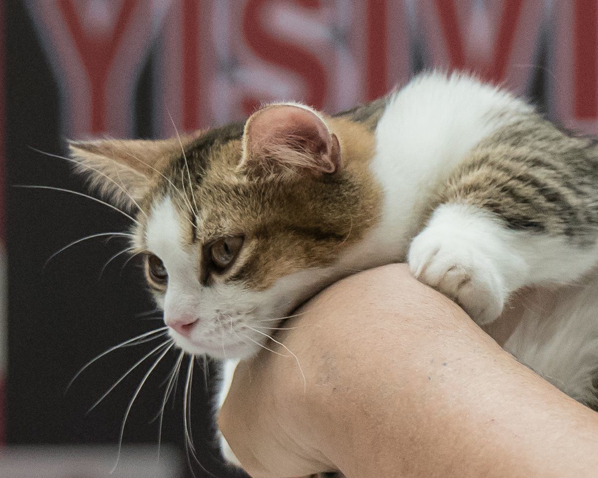 猫咪app官网地址_猫咪官网_猫咪大战争台服官网