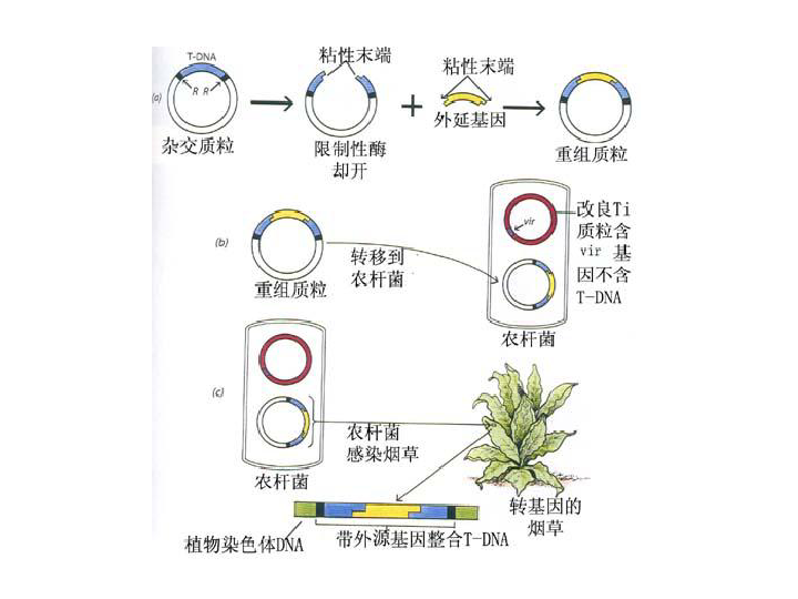 长鼻叶进化等级_长鼻叶进化顺序图_长鼻叶怎么进化