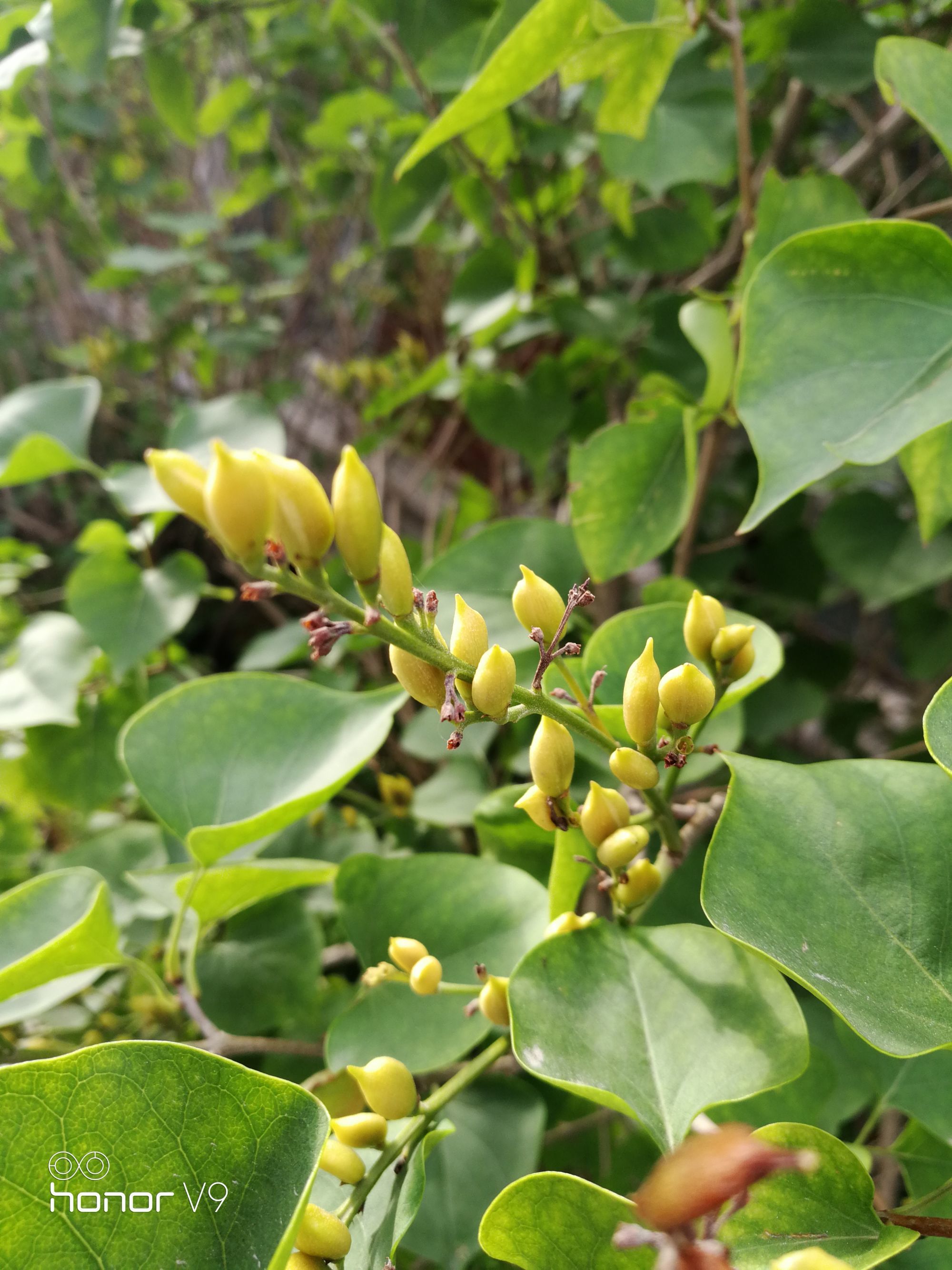 丁香醋栗英文_丁香与醋栗_丁香醋栗香水