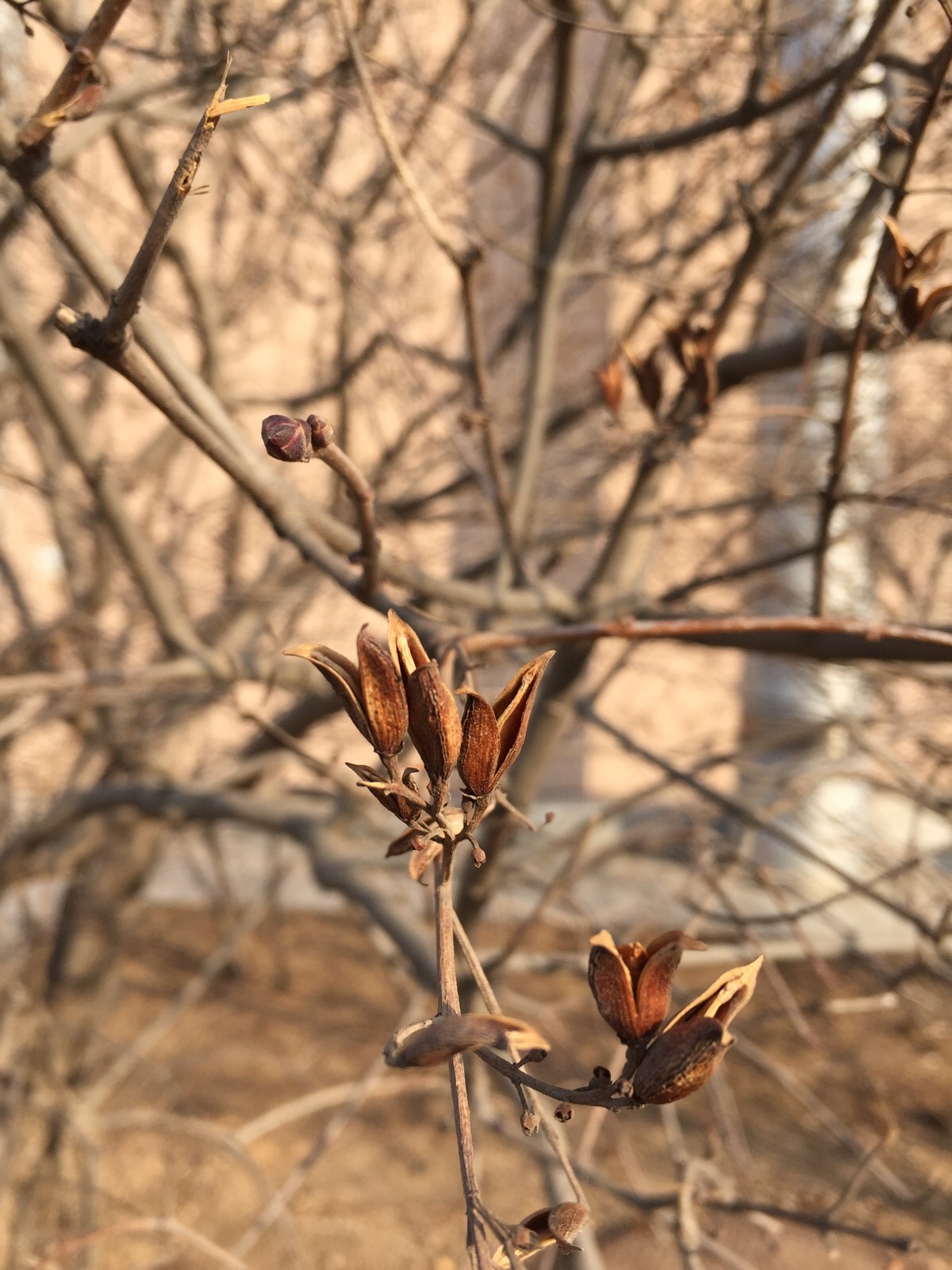 丁香与醋栗_丁香醋栗香水_丁香醋栗英文