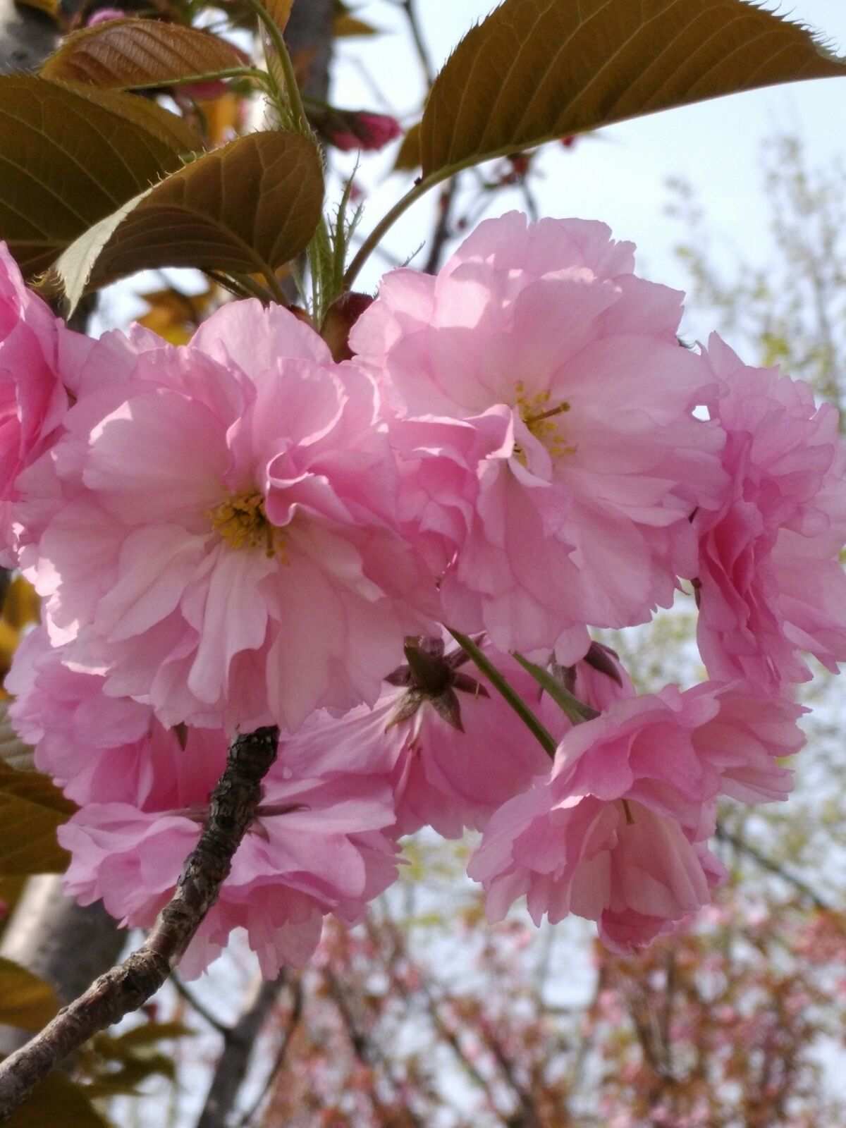 樱花之灵_樱花灵剑尊_樱花灵狼动态表情包