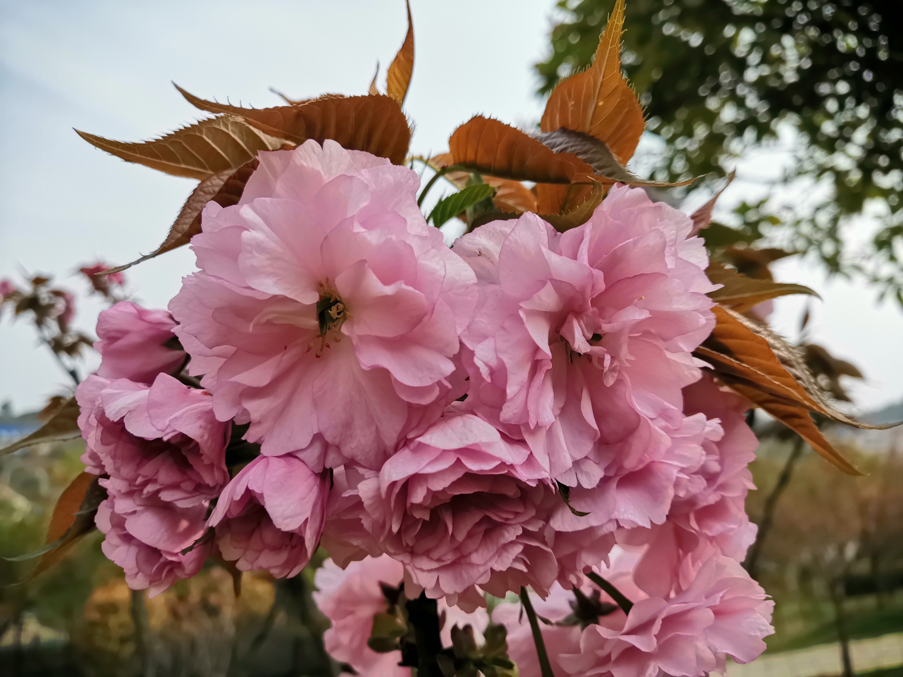 樱花之灵_樱花灵剑尊_樱花灵狼动态表情包