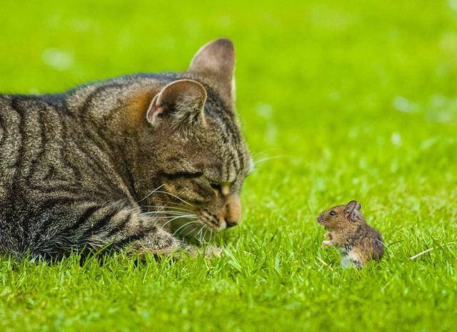 猫和老鼠双人小游戏_老鼠和猫的游戏规则_老鼠猫双人游戏小说