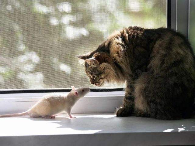 猫和老鼠双人小游戏_老鼠猫双人游戏小说_老鼠和猫的游戏规则