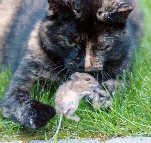 猫和老鼠双人小游戏_老鼠和猫的游戏规则_老鼠猫双人游戏小说