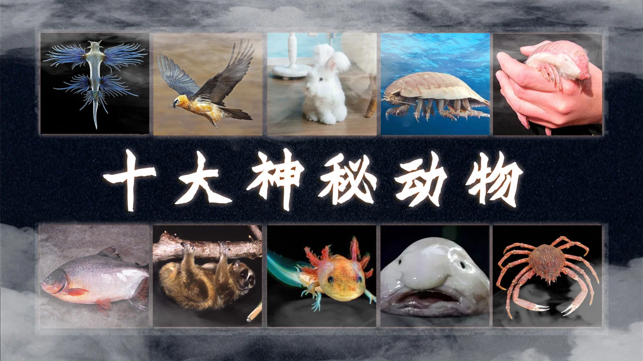 生物世界视频_我的世界生物_生物世界探秘之旅