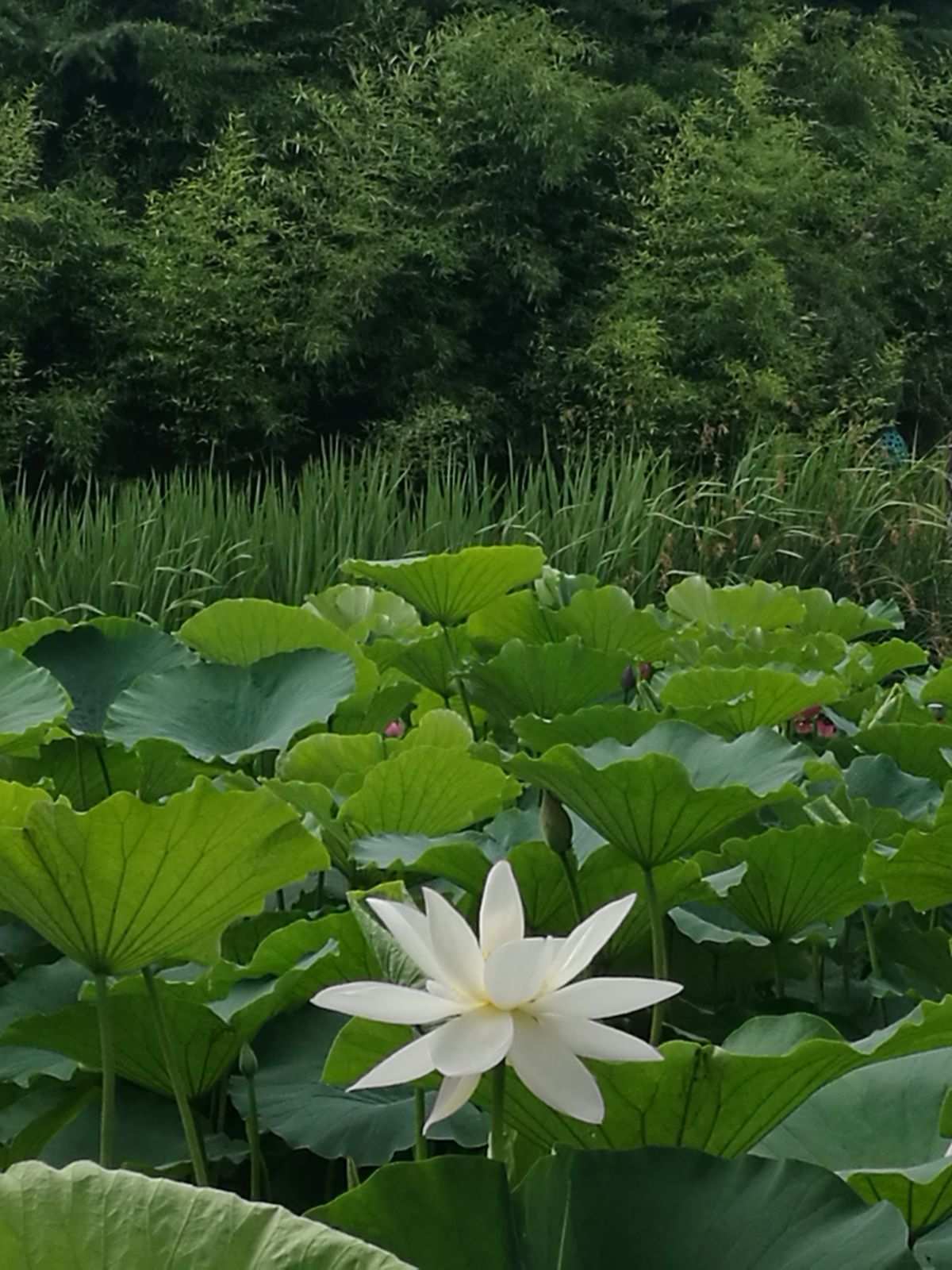 毛妹_毛妹逗你玩妯娌仨聊天_毛妹逗你玩吃火锅