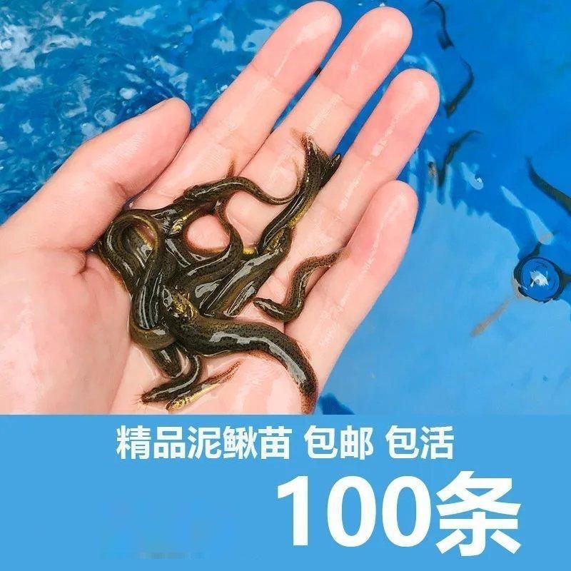泥泥鳅进化图_泥泥鳅几级进化_泥泥鳅