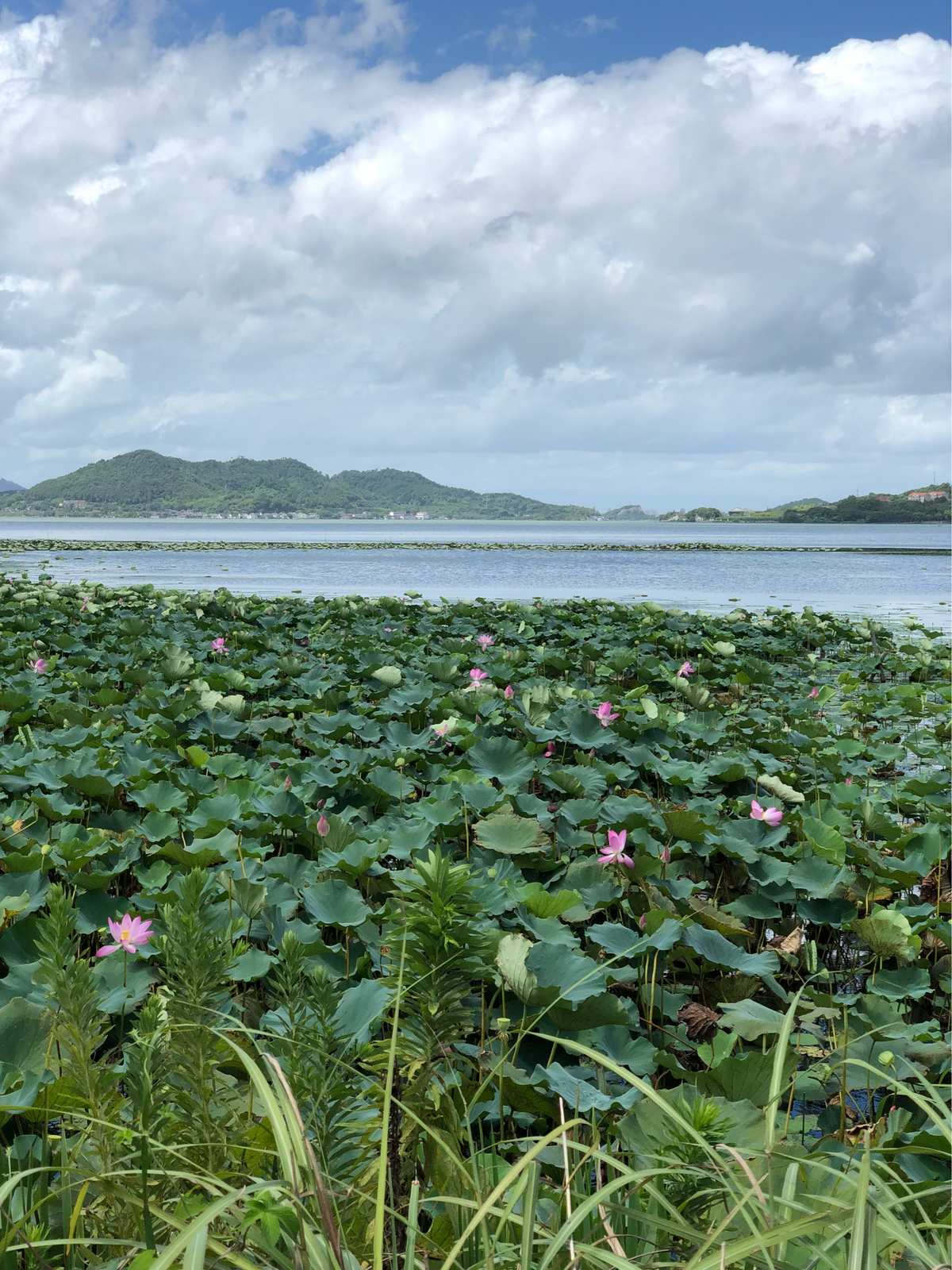 小荷初绽，夏阳透树香