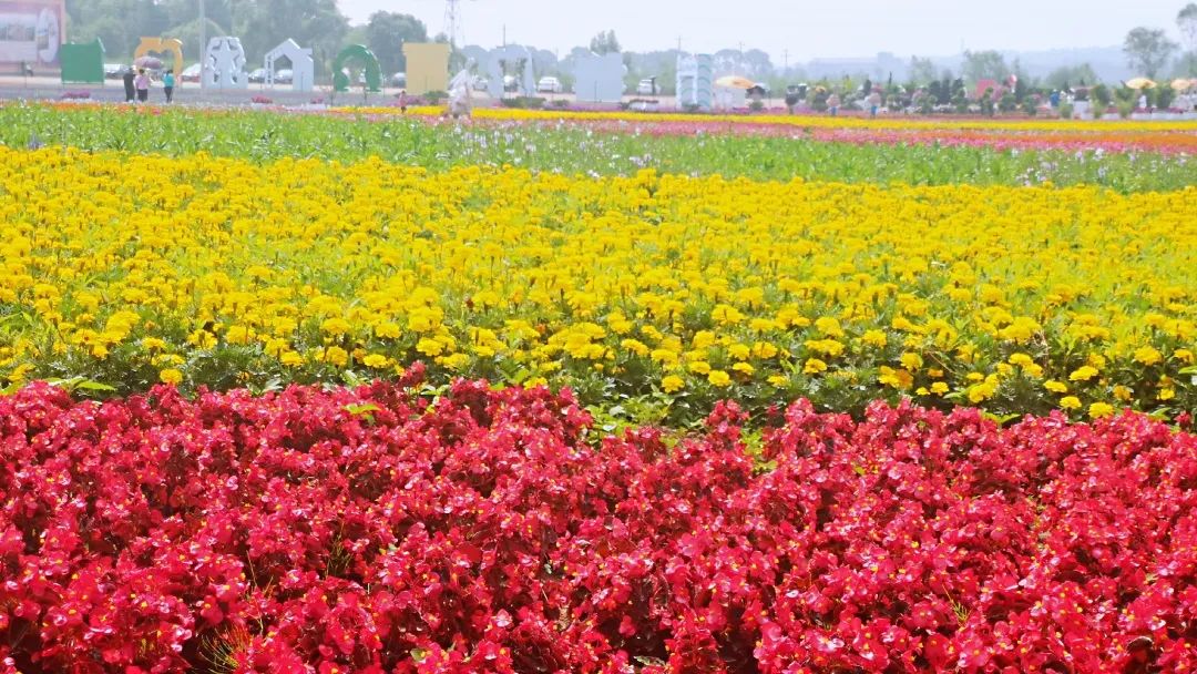 陵花亦山传记故事_陵花亦山心之月_花陵