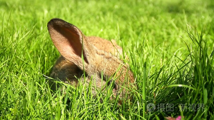 快跑兔子快跑_兔子快跑_快跑兔子快跑绘本教案