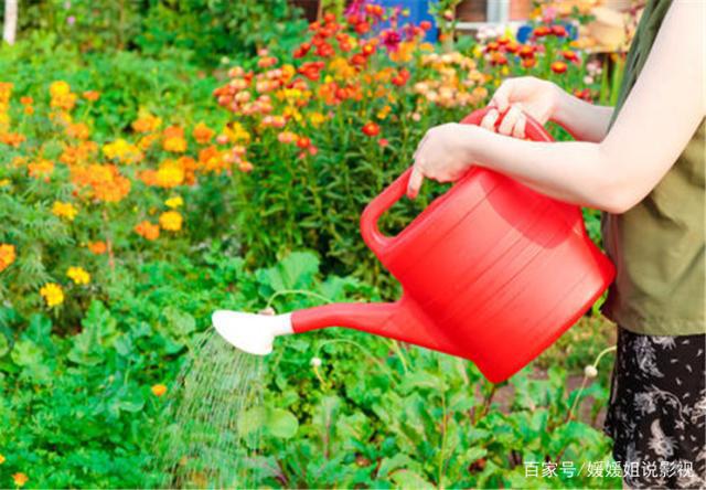 花如意_花如令_如何种花