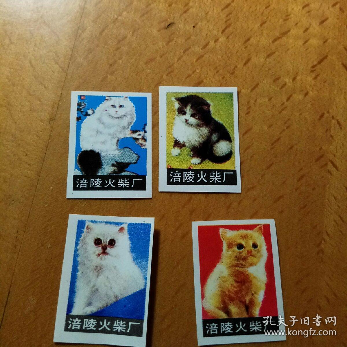 爱丁猫_爱丁猫_爱丁猫