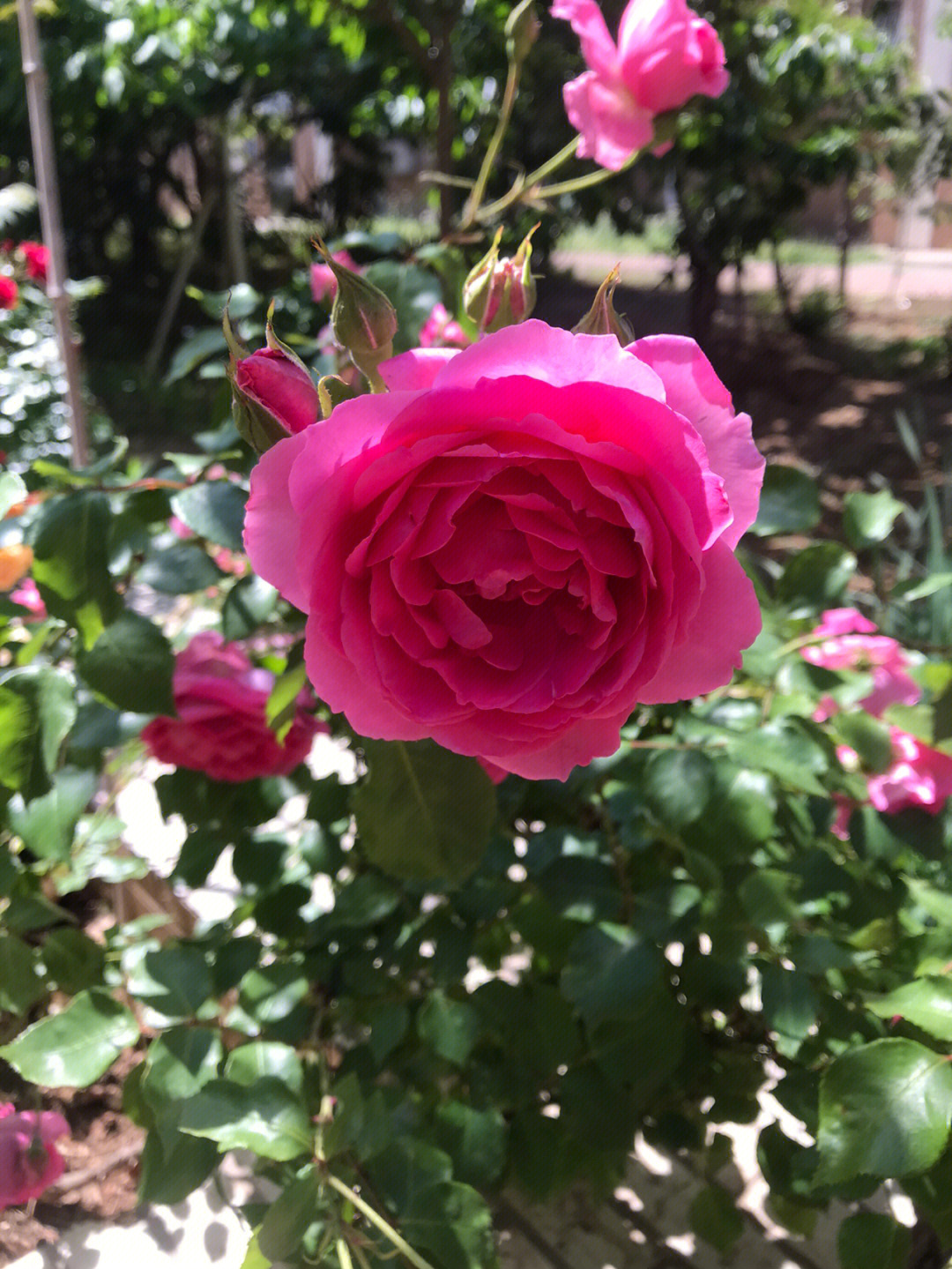 花季v3.038_花季雨季_花季觉醒
