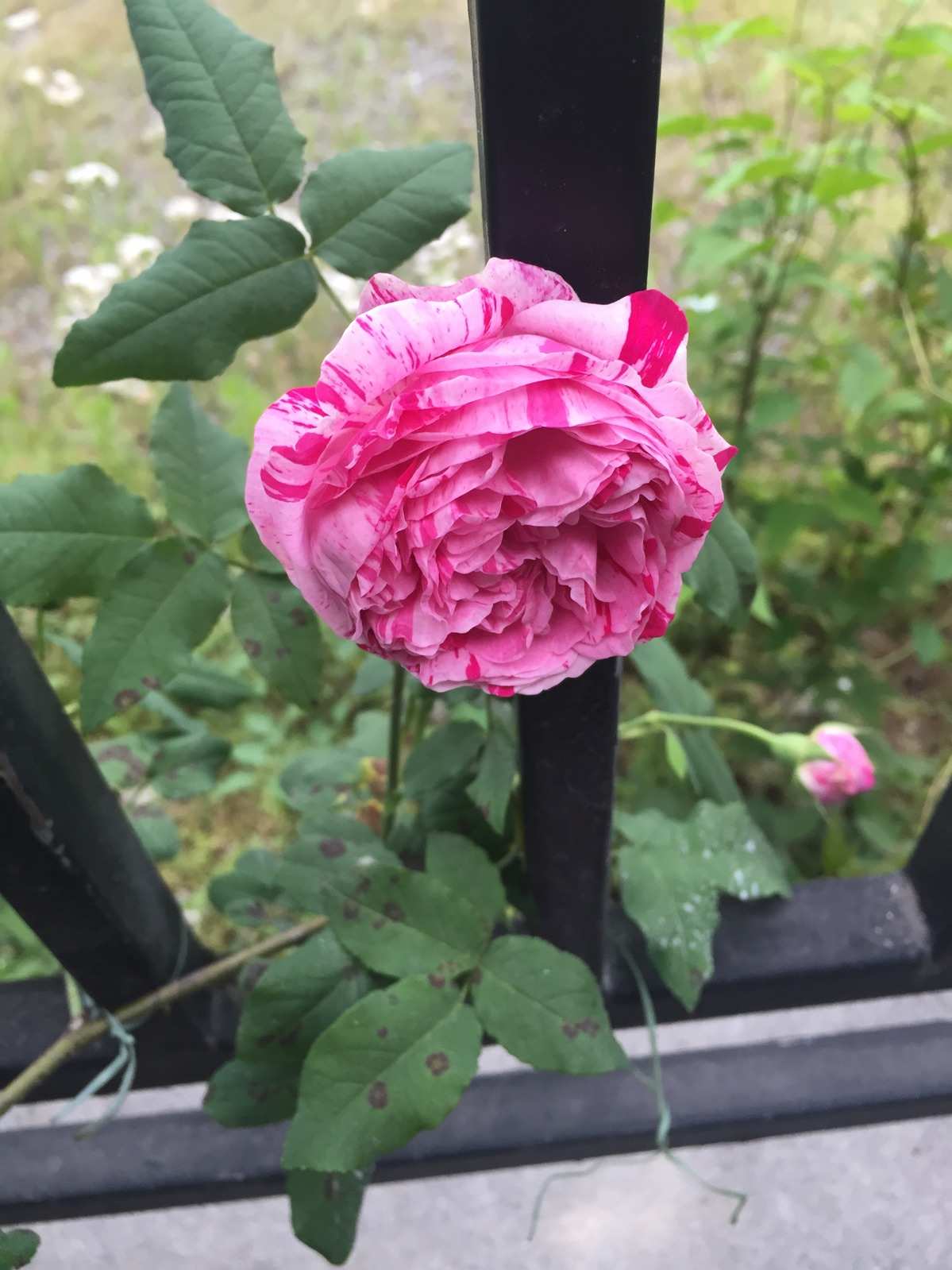 花季觉醒_花季雨季_花季v3.038