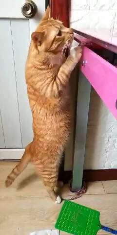 橘猫视频_橘猫视频_橘猫视频