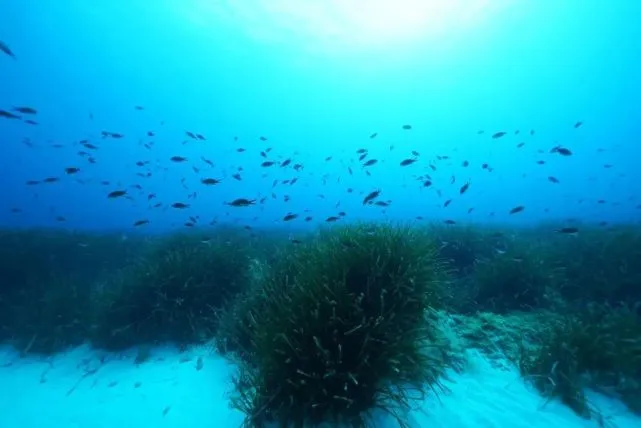 海洋之灾普朗克台词语音_海洋之灾普朗克英文名_海洋之灾普朗克