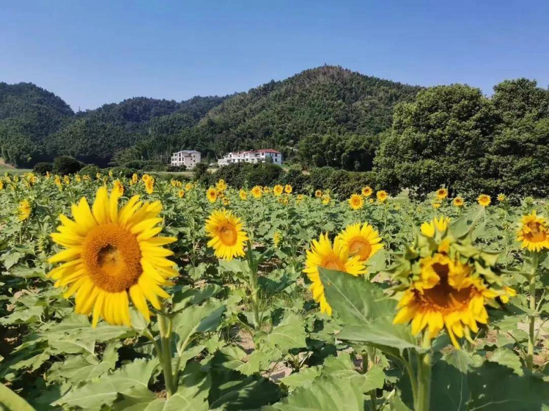 蕴儿_蕴儿的主人是谁_凤凰牡丹蕴儿