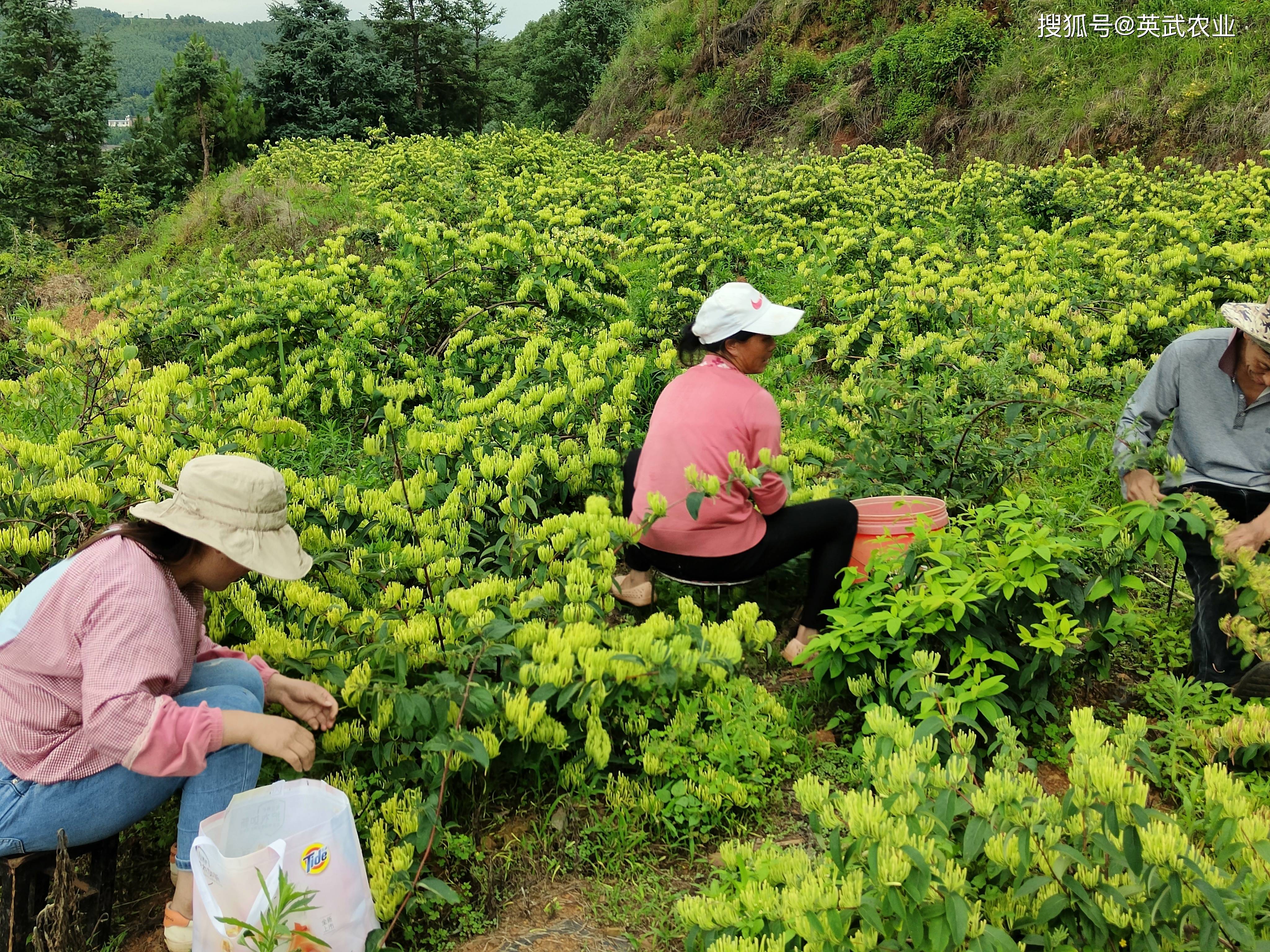 蕴儿_蕴儿的主人是谁_凤凰牡丹蕴儿