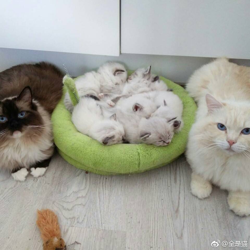 吖咪吖咪官网_汽车之家官网首页官网_喵咪官网首页