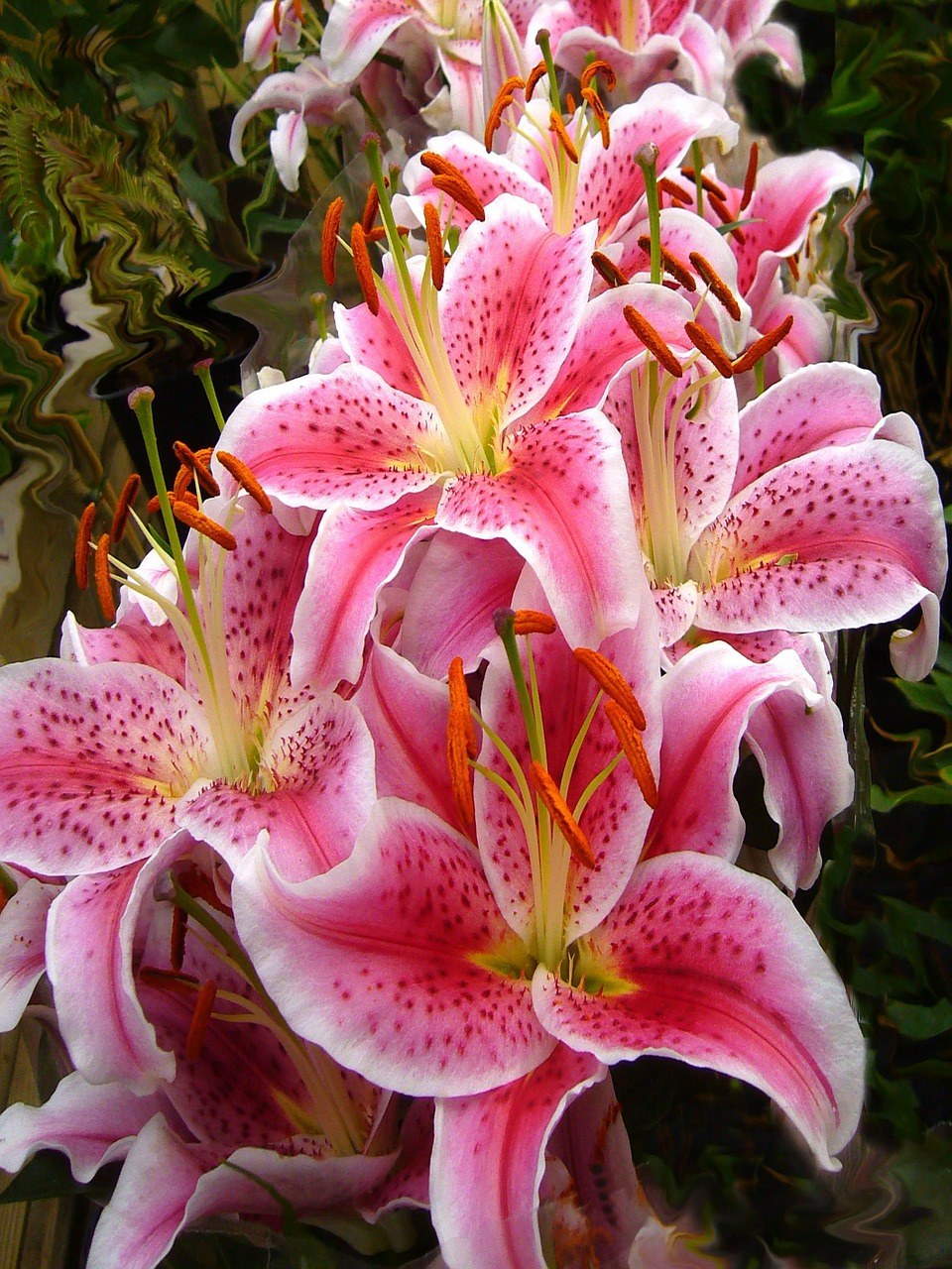 花朵连连看_花朵连连看游戏_花花连连看
