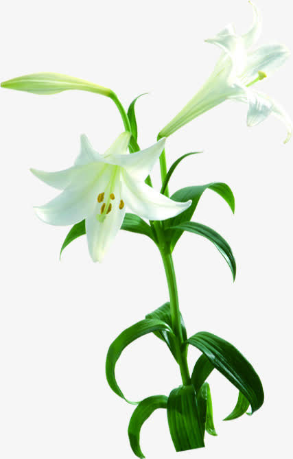 花花连连看_花朵连连看_花朵连连看游戏