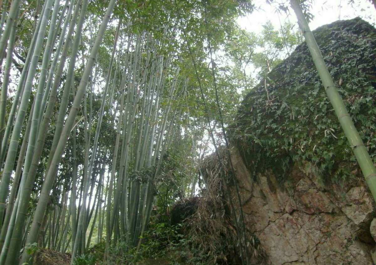 日本的根节_日本男根节_日本男儿节