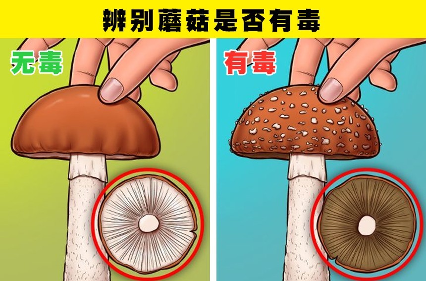 蘑菇fun_蘑菇疯狂生长_疯狂蘑菇2