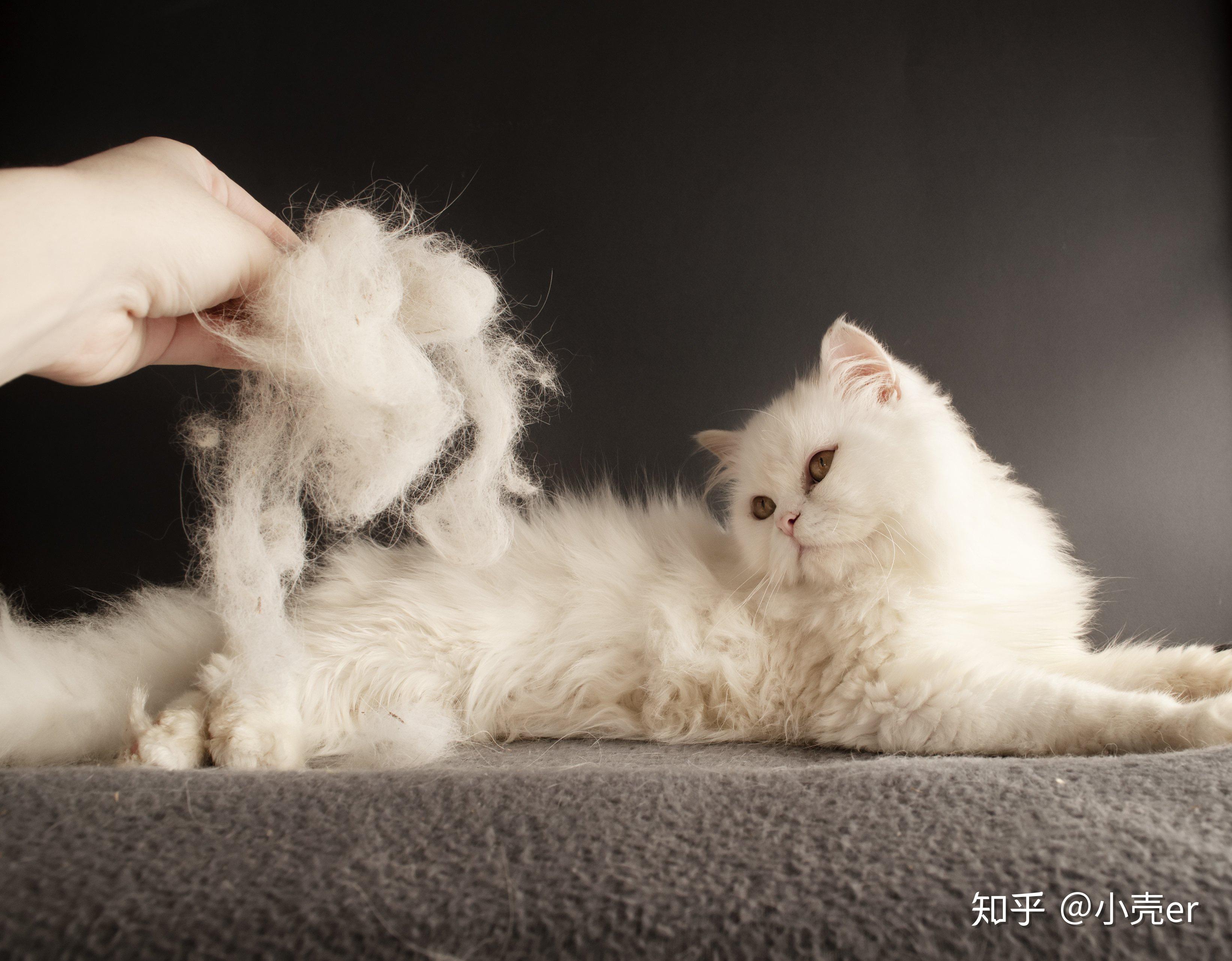 围住小猫_小猫围着你_小猫围住老鼠
