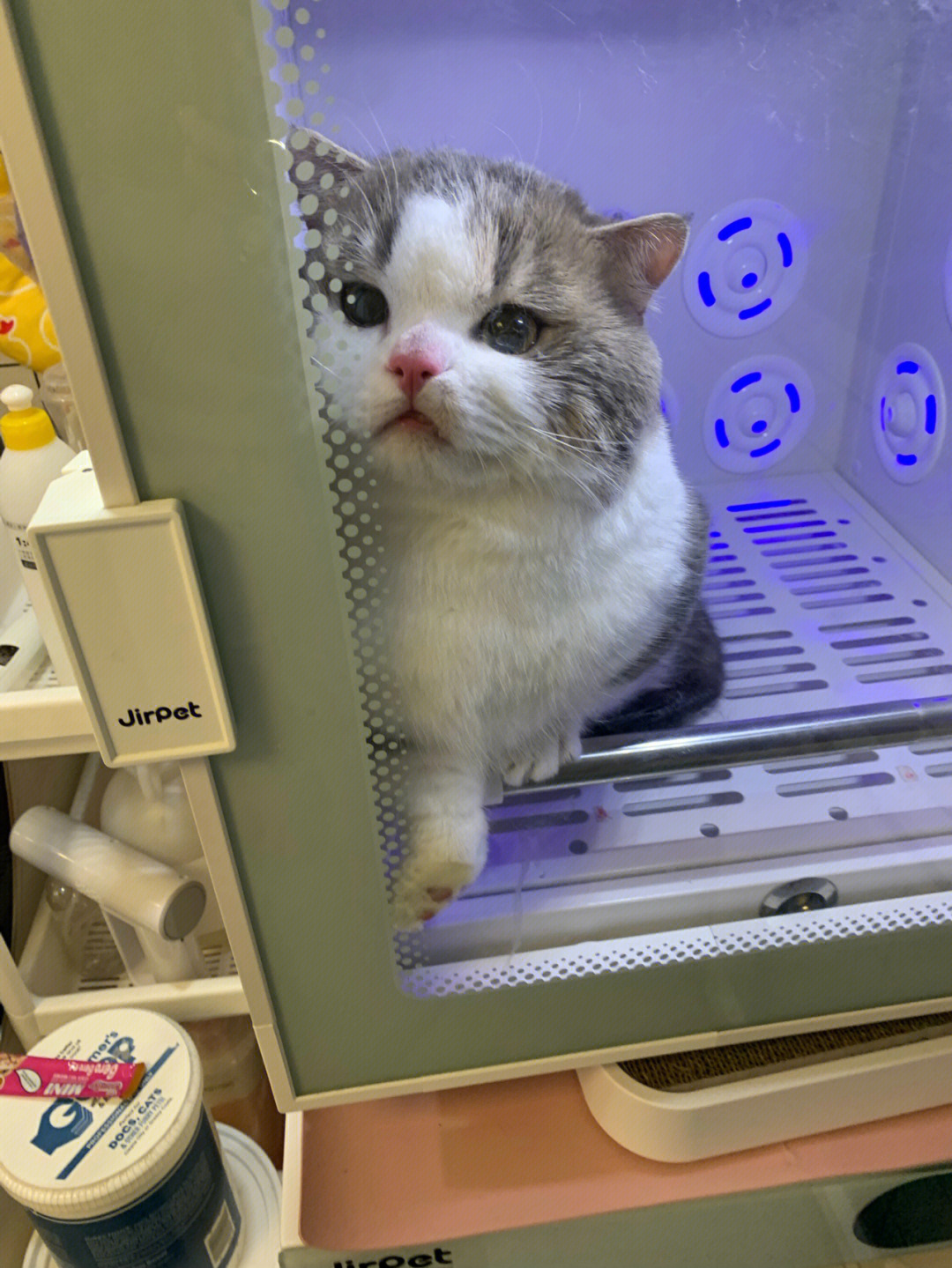 小猫围住老鼠_围住小猫_小猫围着你