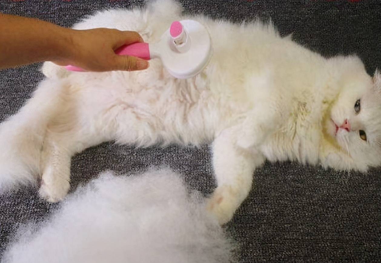 小猫围着你_围住小猫_小猫围住老鼠