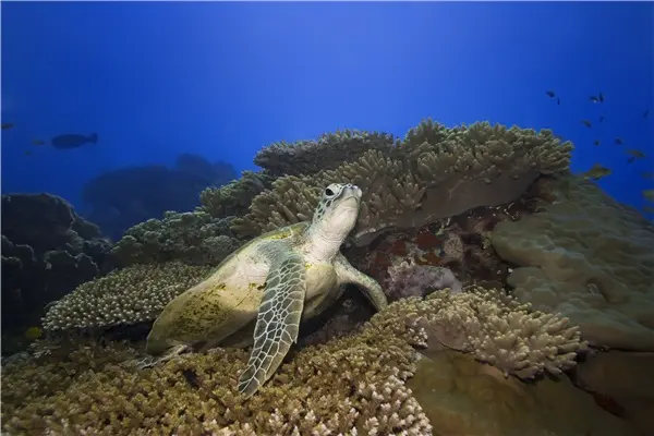 海龟世界最长寿的海洋生物_我的世界海龟_海龟世界杯