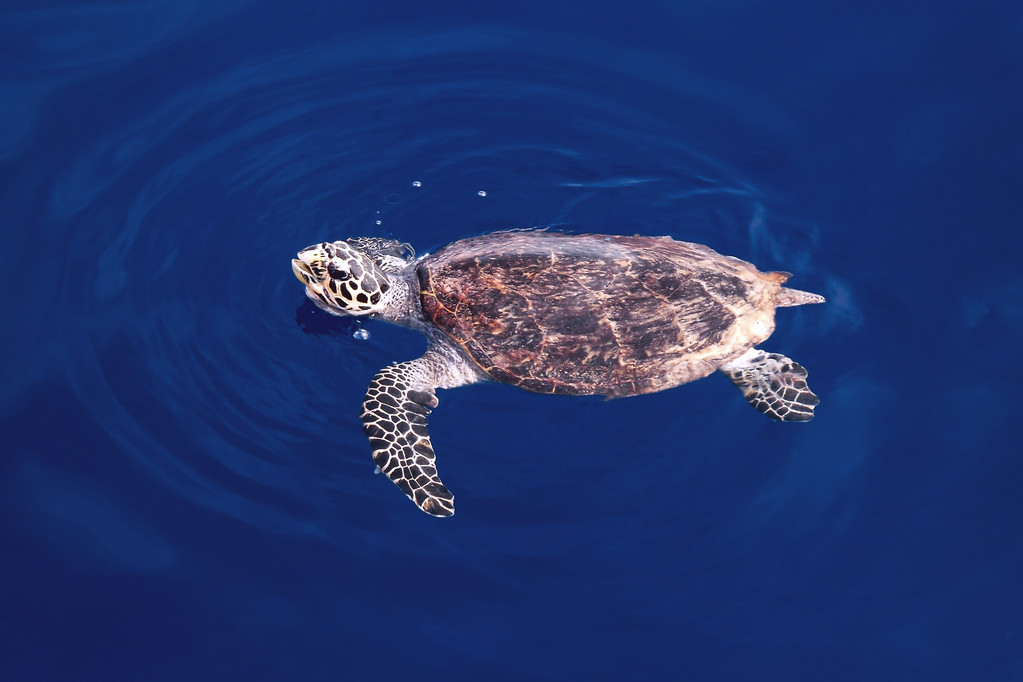 我的世界海龟_海龟世界最长寿的海洋生物_海龟世界杯