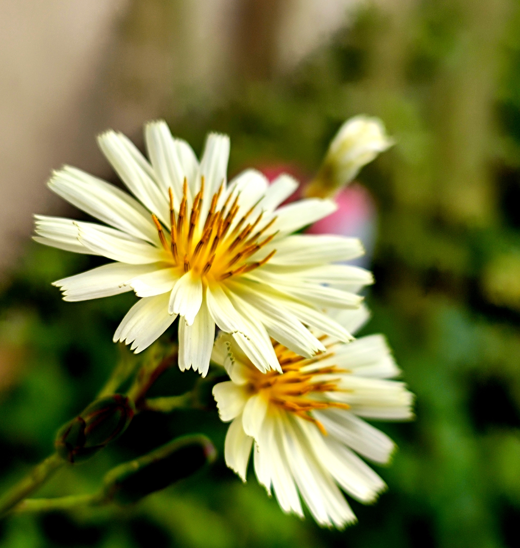 苦花鱼图片_苦花_苦花鱼