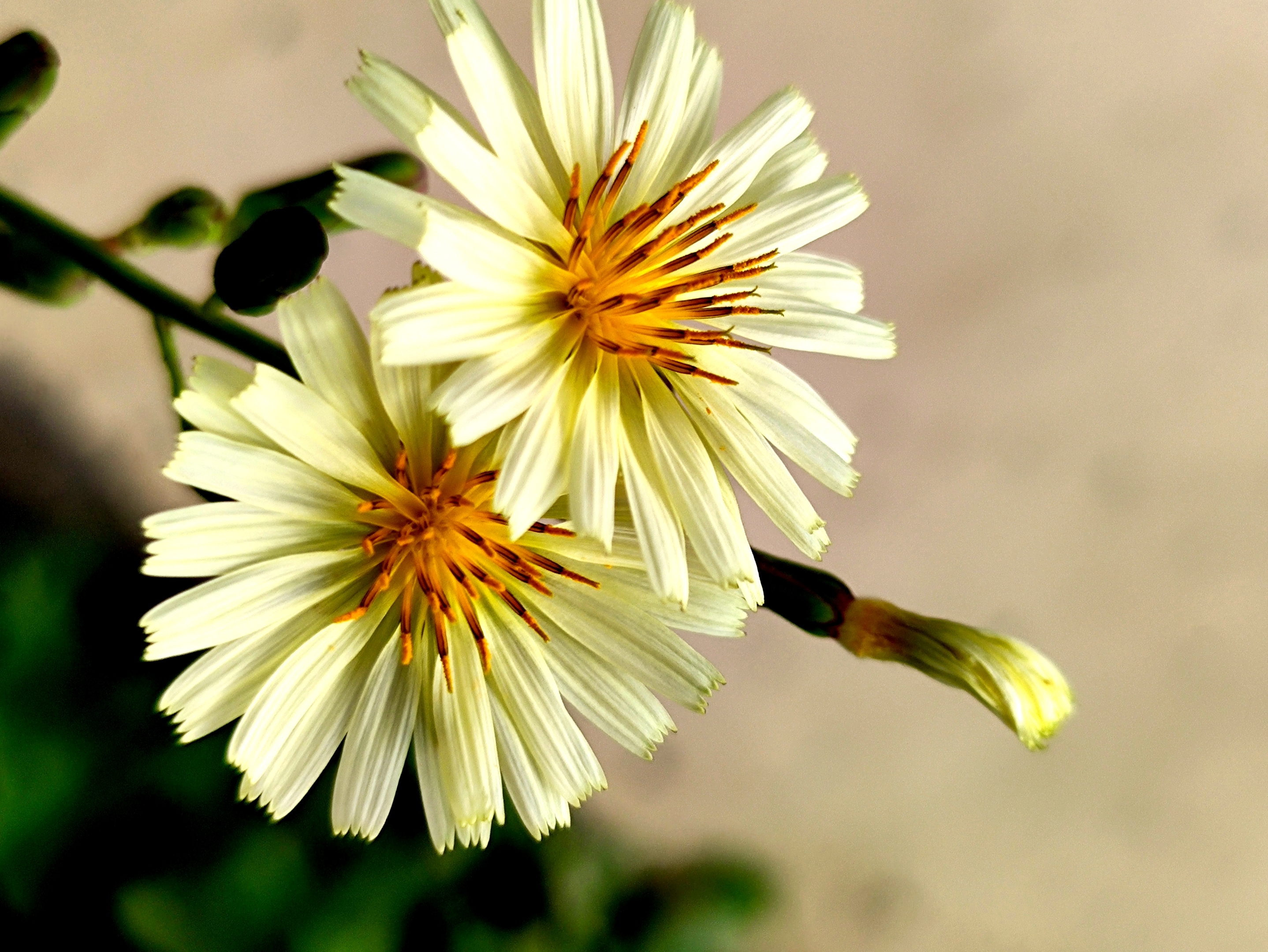 苦花鱼图片_苦花_苦花鱼