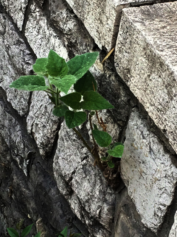 木守宫进化_木守宫进化_木守宫进化