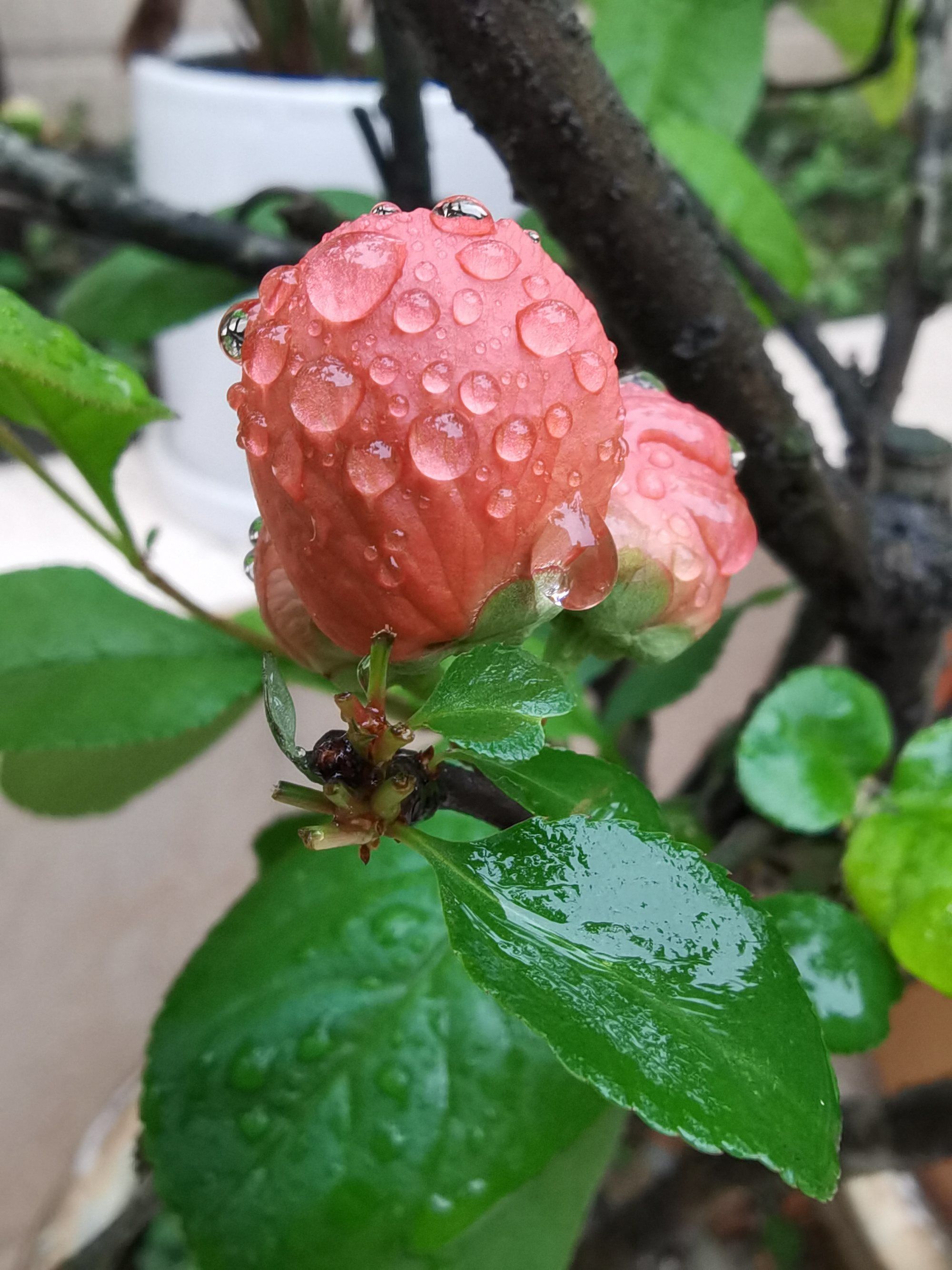 欲火焚城by夜雨莹心_雨夜心殇是什么意思_夜雨莹心