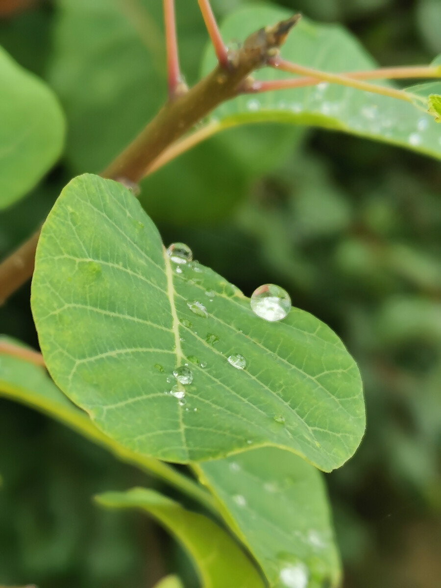 欲火焚城by夜雨莹心_雨夜心殇是什么意思_夜雨莹心