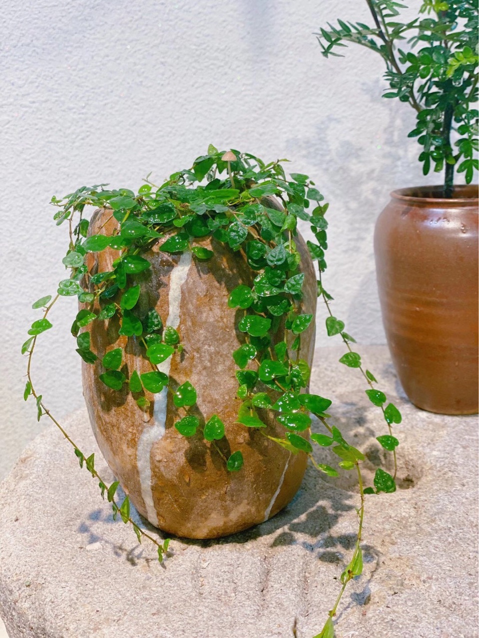 盆栽鬼兰_鬼盆栽_盆栽鬼屋